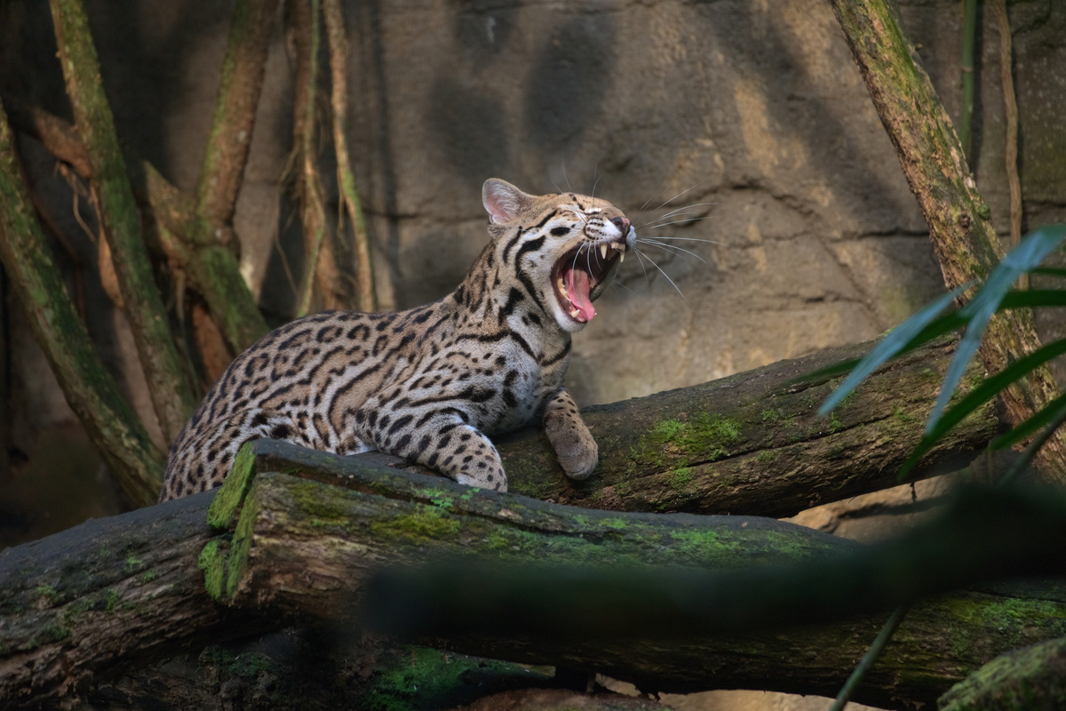 Das selbe Ozelot gähnt.
