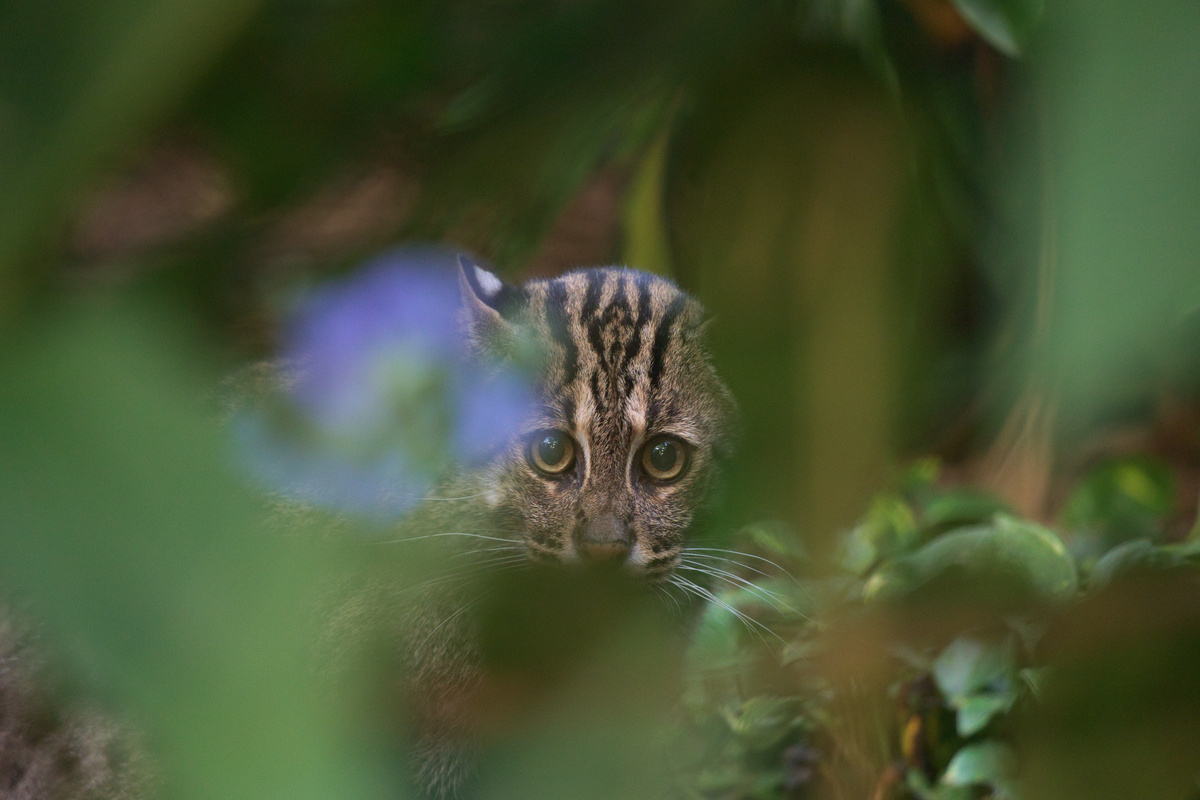 Eine Fischkatze schaut durch Blätter hindurch direkt in die Kamera.