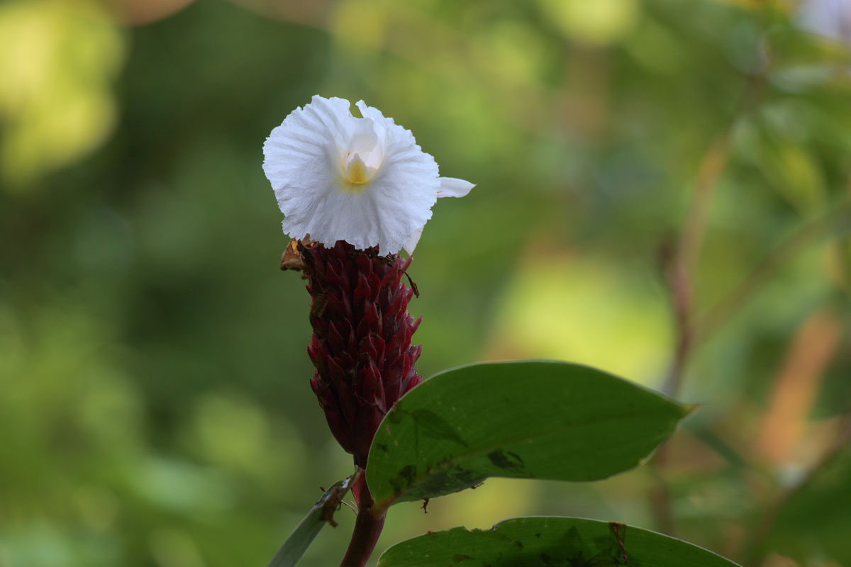 Eine Hellenia speciosa blüht, der Hintergrund ist unscharfes Grün.