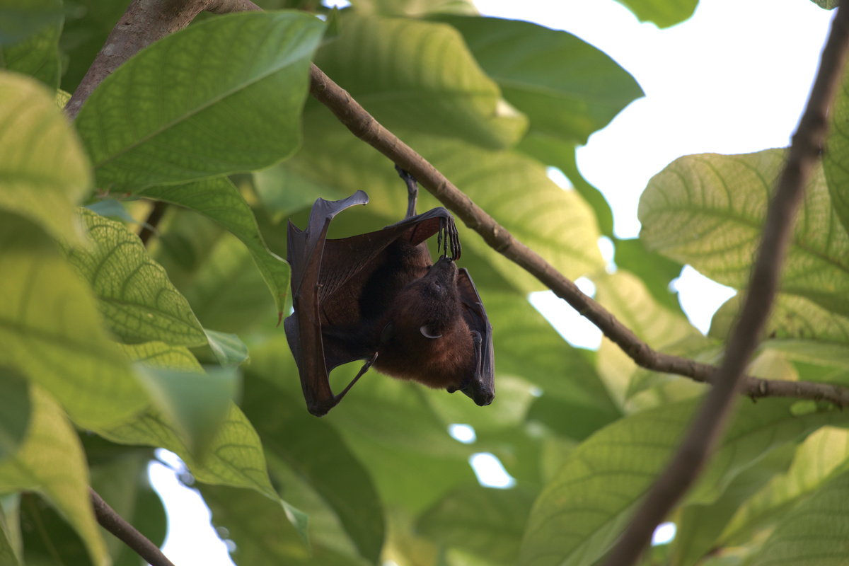 Ein Flughund hängt an einem Ast und hat eine Hinterpfote an der Schnauze.