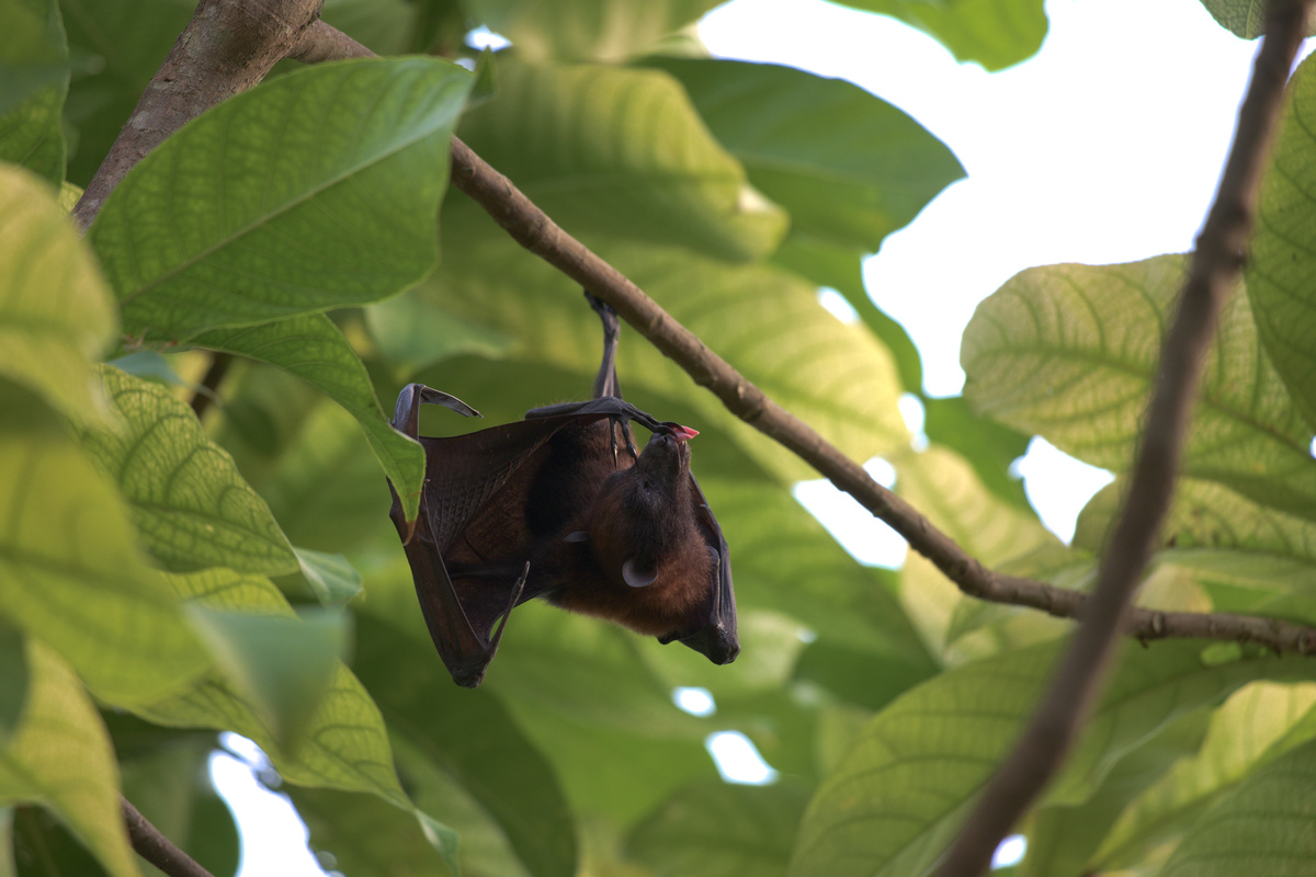 Der Flughund leckt sich die Hinterpfote.