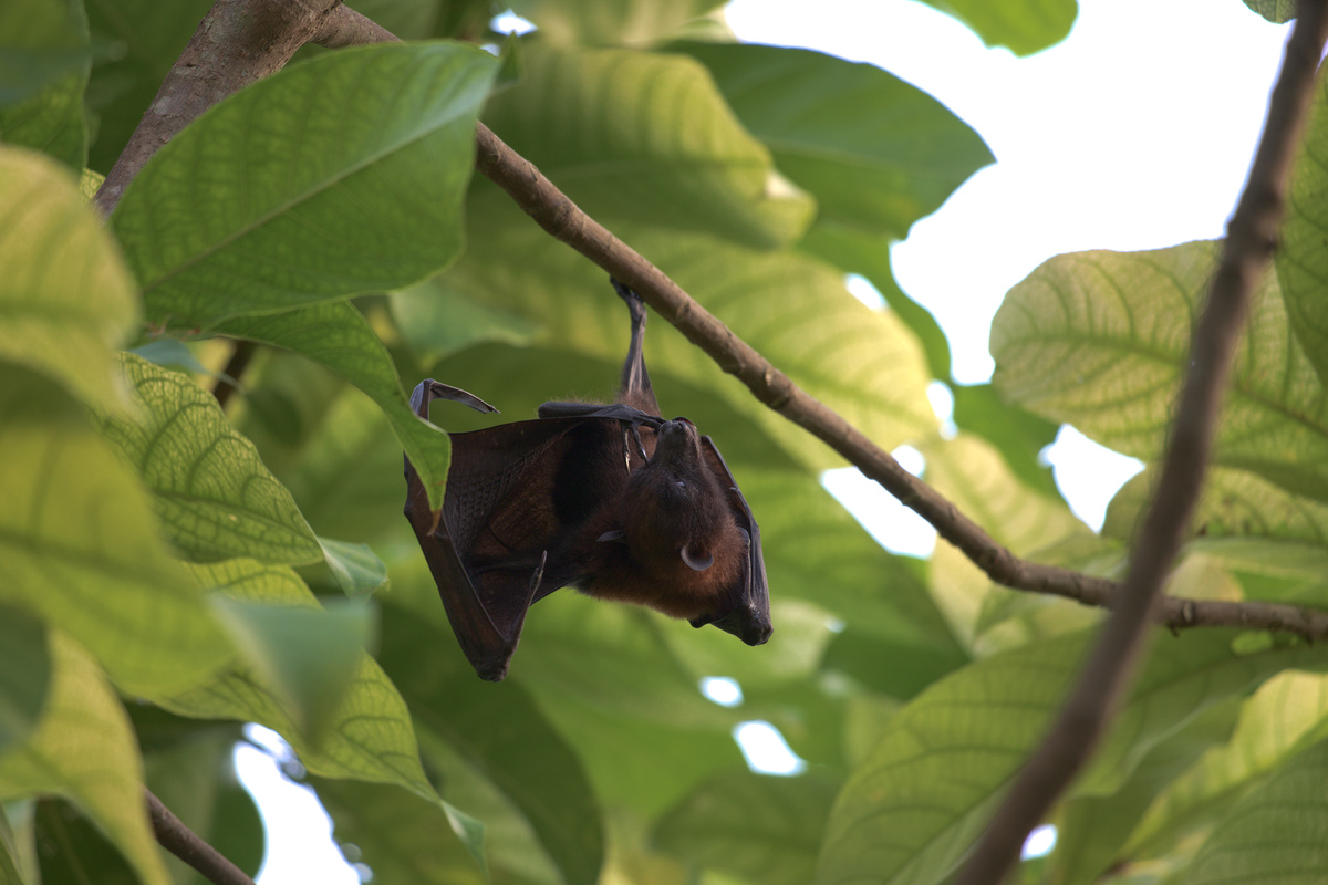 Der Flughund hat die Hinterpfote in seiner Schnauze.