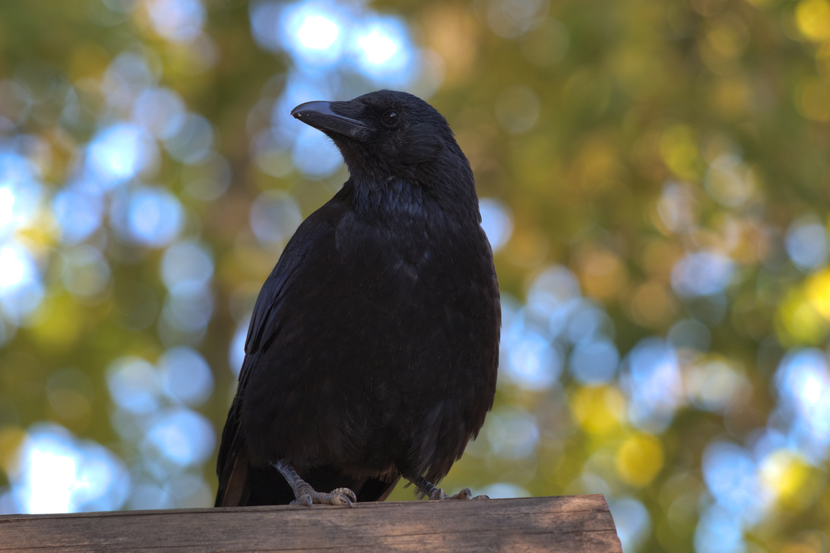 Eine Krähe sitzt auf einem Stück Holz. Hinter ihr unscharfes Grün.