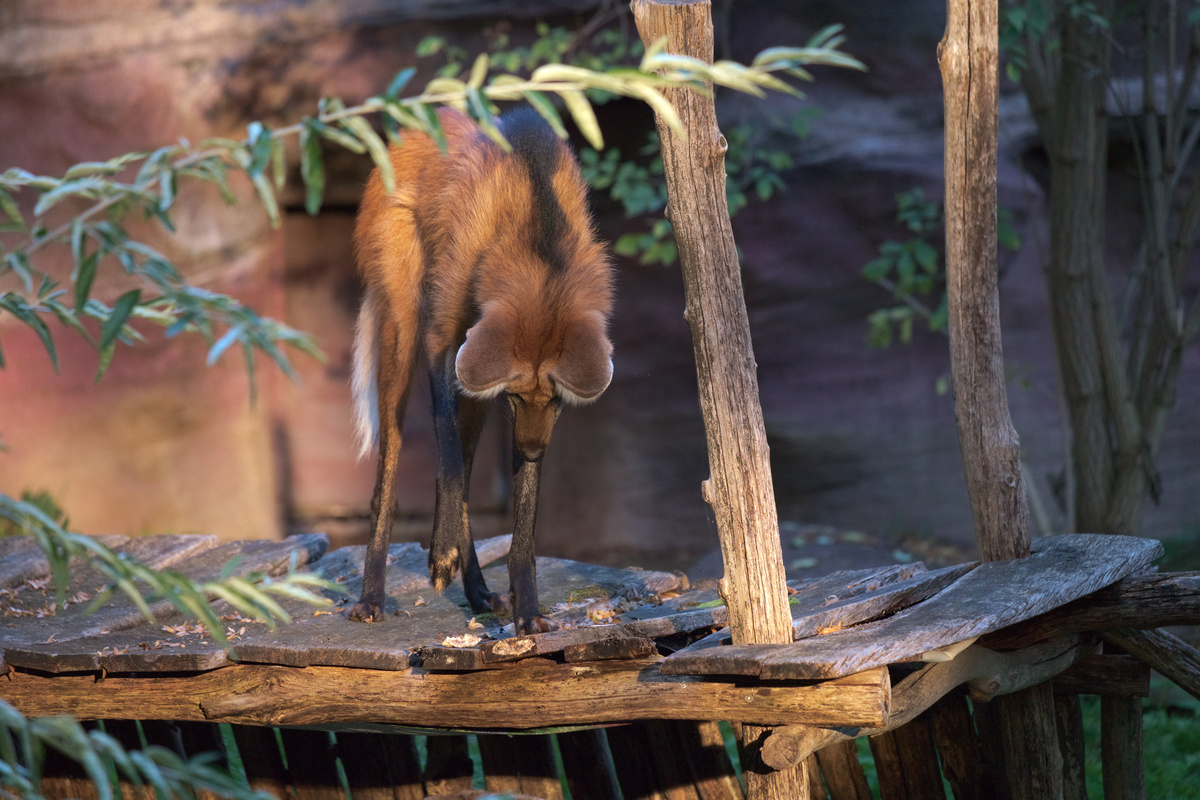 Ein Mähnenwolf steht auf einem Holzdach und schaut gerade vor sich nach unten.