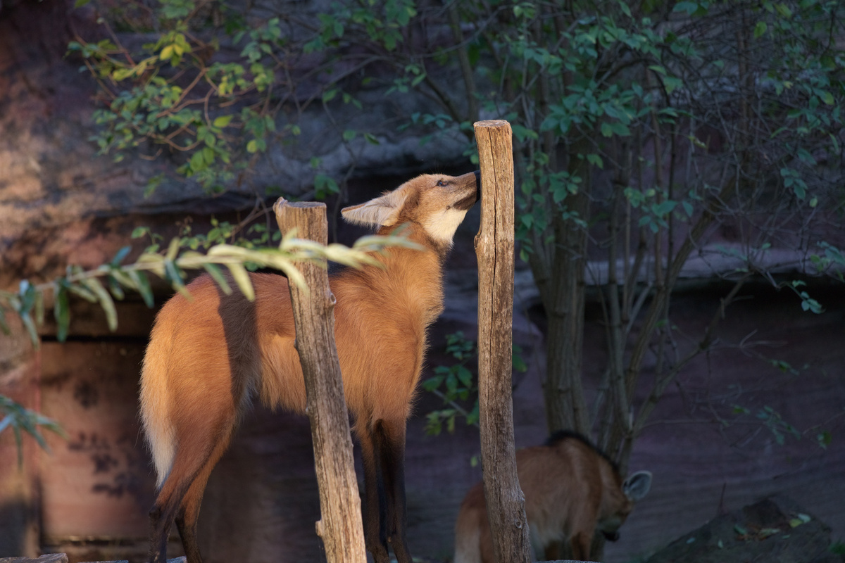 Der Mähnenwolf steht und schnuppert mit hochgerecktem Kopf an einem Baumstamm.