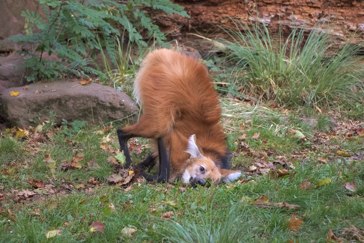 Ein Mähnenwolf reibt sich an etwas auf dem Boden. Seine Vorder- und Hinterpfoten sind eng beieinander, der Kopf direkt am Boden und leicht derpig in die Kamera schauend, der Hintern hoch in der Luft.