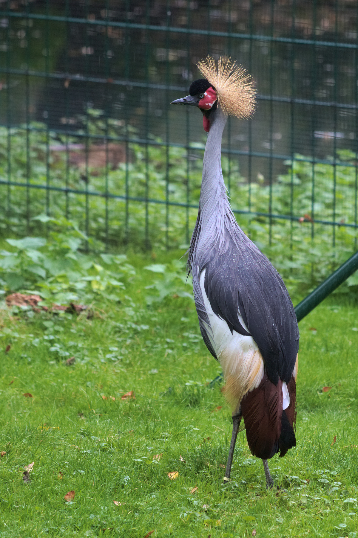 Ein Westafrikanischer Kronenkranich steht in seiner Voilere und schaut die Kamera mit einem Auge an.