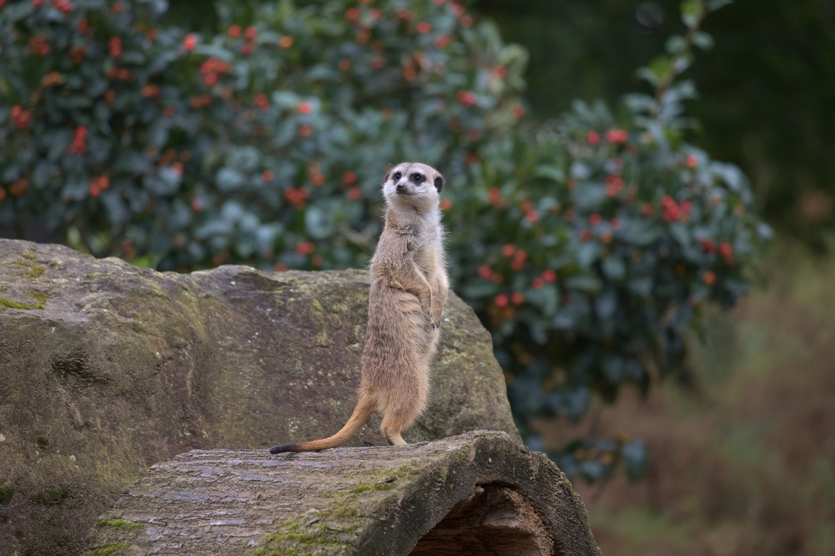 Ein Erdmännchen steht auf einem Stück hohlen Baumstamm und hält Ausschau.