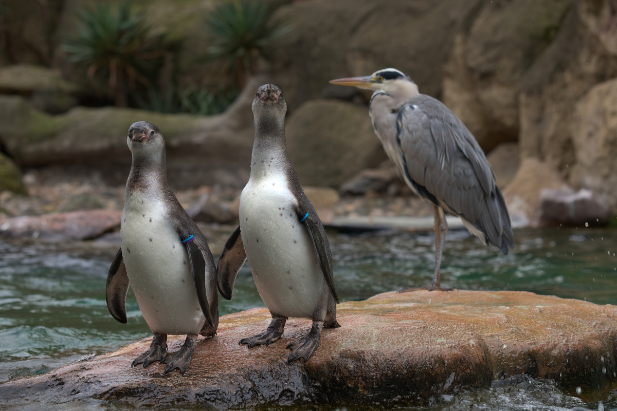 Zwei Pinguine stehen auf einem Stein im Wasser. Hinter ihnen sitzt ein Graureiher auf dem gleichen Stein.
