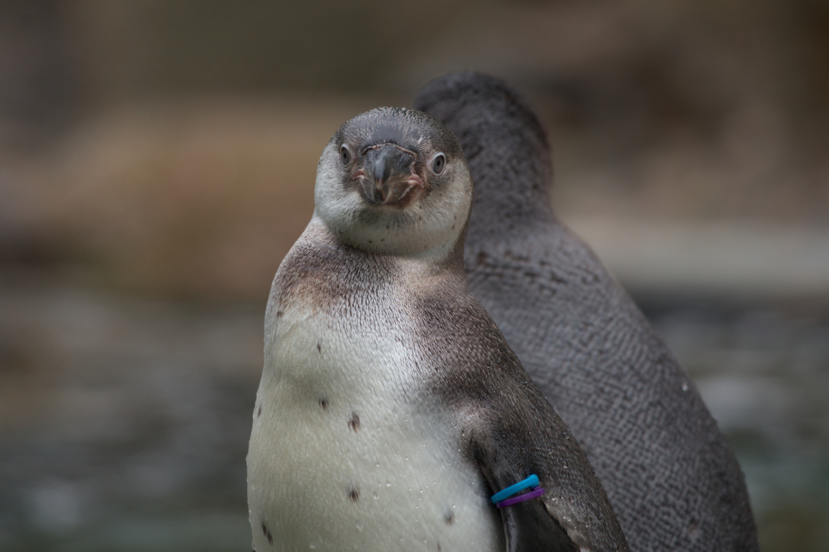 Einer der Pinguine in Nahaufnahme, er schaut direkt in die Kamera.