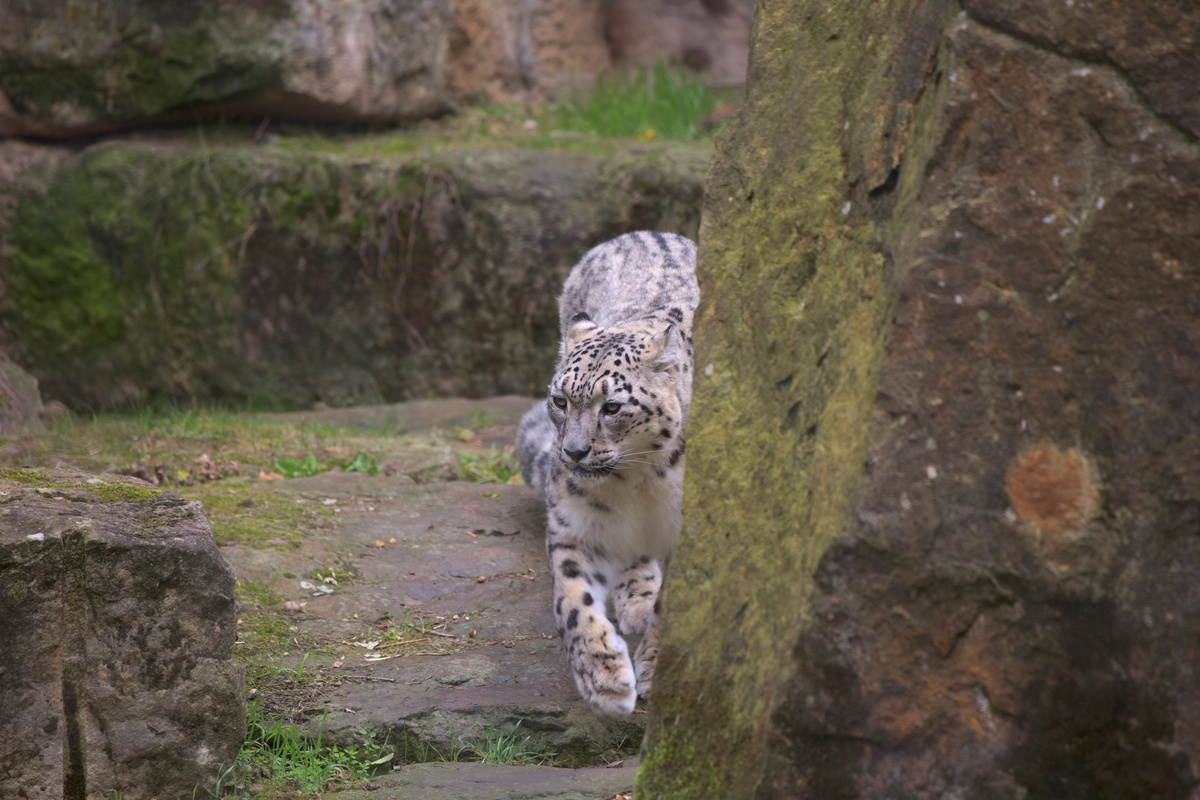 Ein Schneeleopard läuft in Richtung Kamera und schaut dabei leicht nach rechts. Seine rechte Vorderpfote ist leicht angehoben und man kann sehen, wie riesig sie ist.