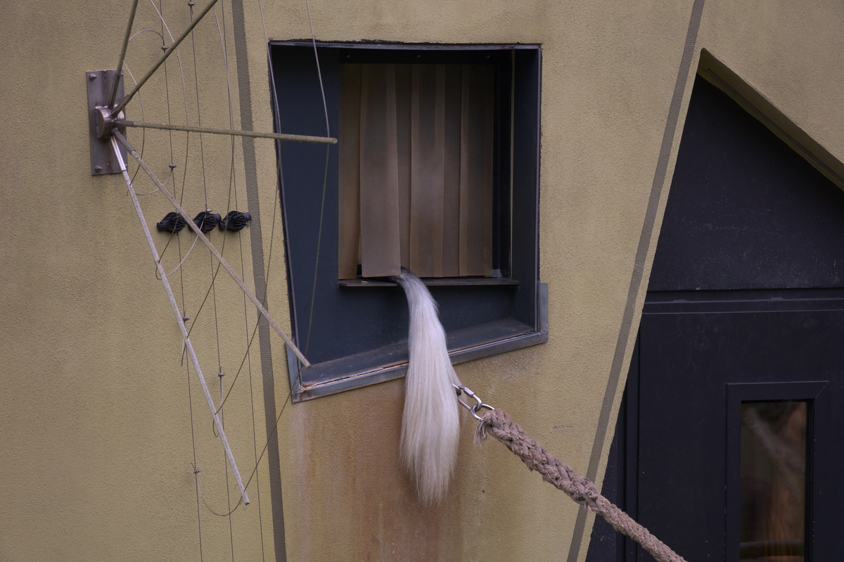 Der Schwanz eines Affen schaut aus einem Gebäudeeingang mit Plastiklamellen heraus und hängt runter. Links vom Eingang ist ein Kletterschutz angebracht.