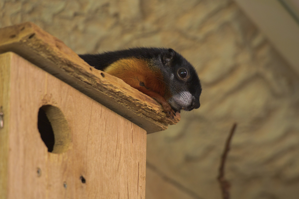 Ein Sumatra-Prevosthörnchen liegt auf einem Vogelhaus und schaut davon herunter.