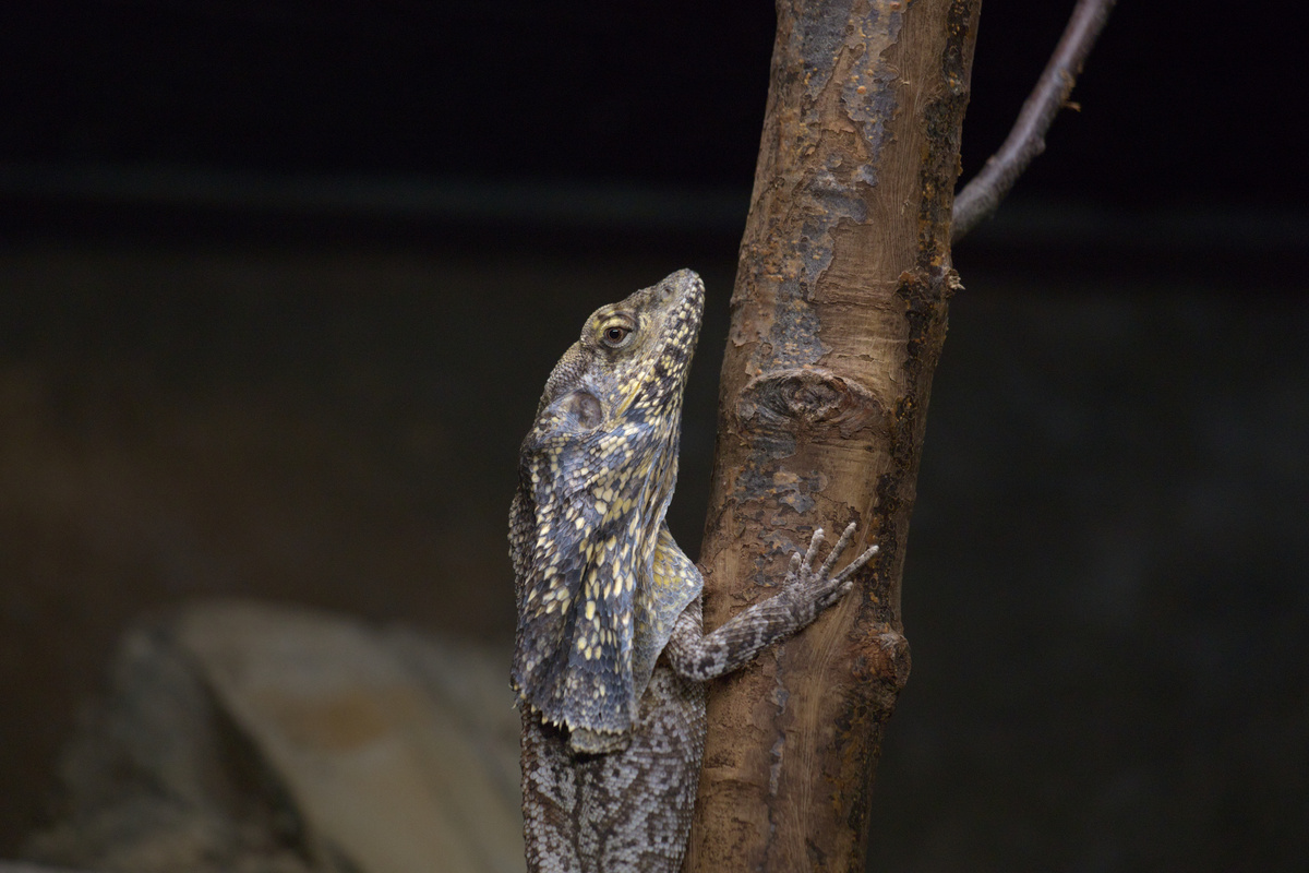 Eine Kragenechse klettert einen Ast hinauf.