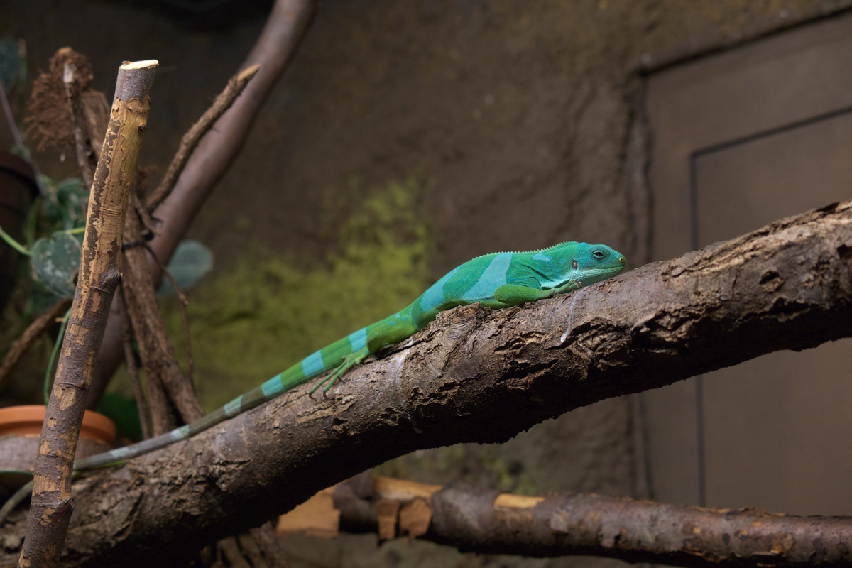 Ein Gebänderter Fidschileguan(?) sitzt auf einem Ast. Sein Schwanz ist sehr lang.