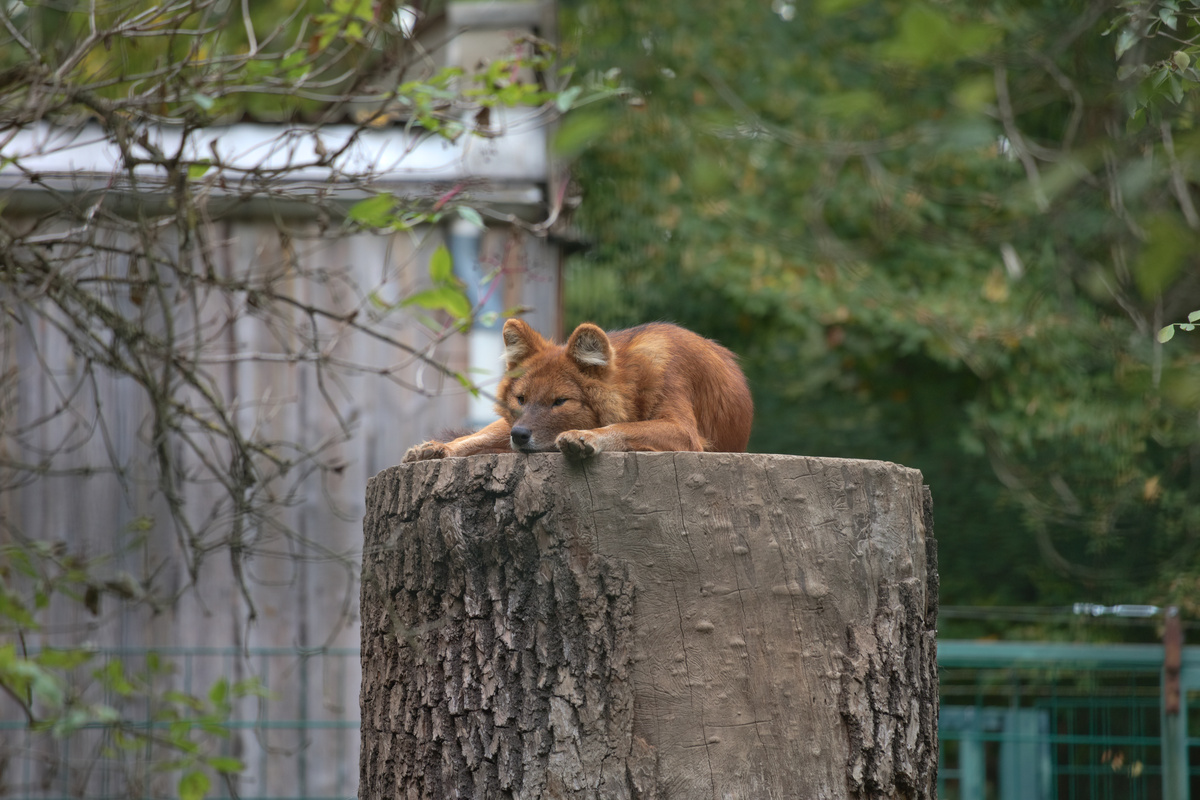 Ein Rothund liegt auf dem oberen Ende eines sehr breiten Baumstammes und hat seine Pfoten vor sich ausgestreckt. Im Hintergrund sind Bäume und links ein Gebäude zu sehen, im Vordergrund ein paar Äste.
