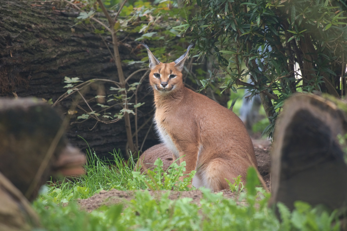 Ein Karakal (durch Glas fotografiert) sitzt im Gras und schaut nach links direkt in die Kamera.