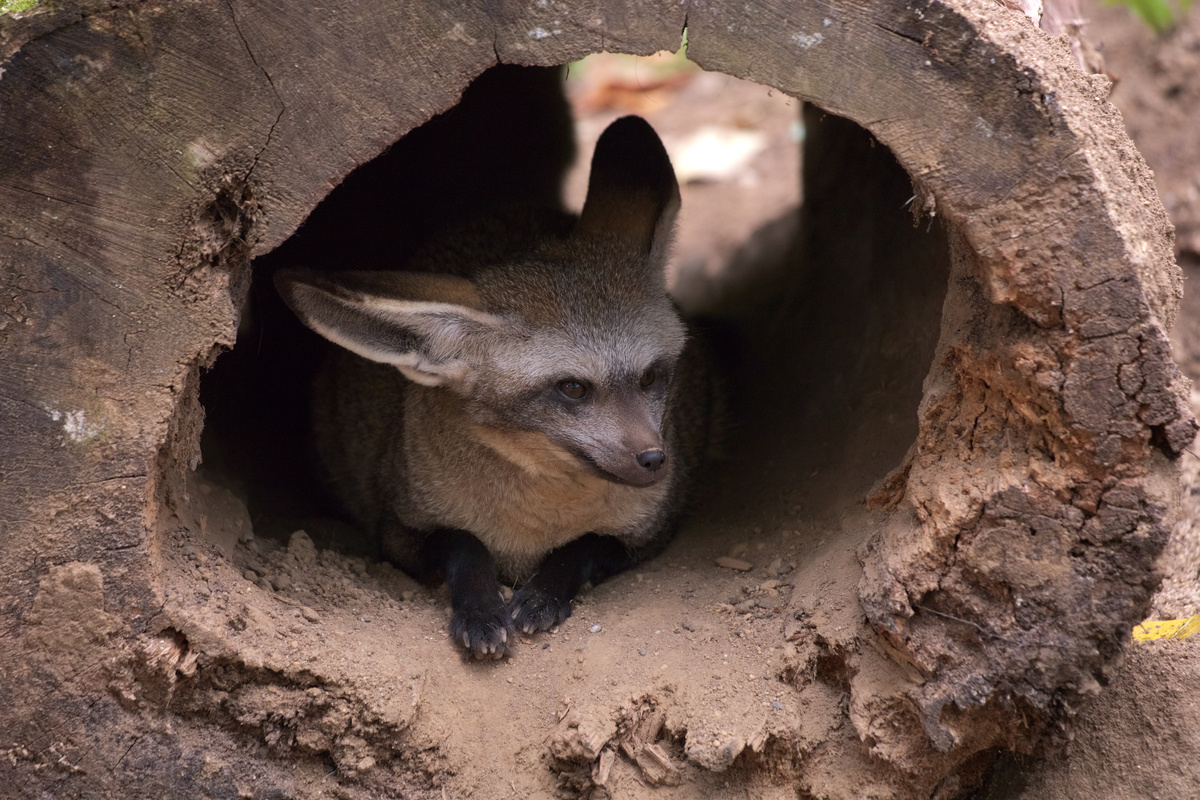 Ein Löffelhund loafed in einem hohlen Baumstamm.