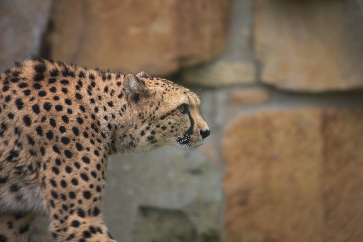 Ein Gepard läuft nach rechts und schaut geradeaus. Hinter ihm ist eine Steinwand unscharf zu erkennen.