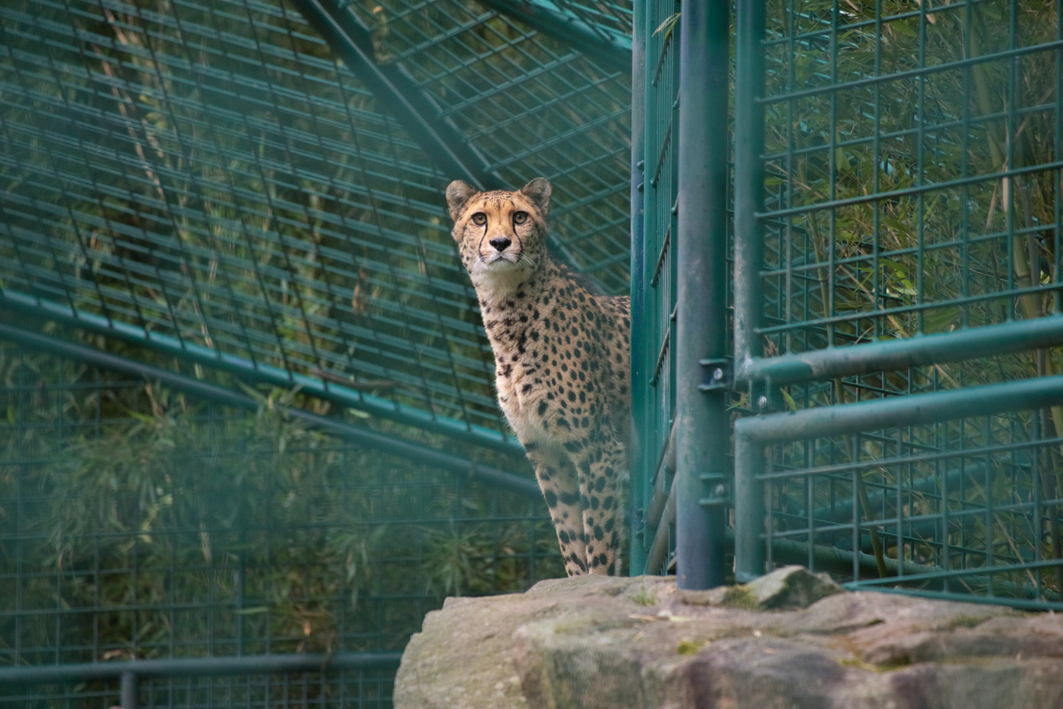 Ein Gepard steht auf einem Felsen und schaut mit leicht gestrecktem Kopf in die Ferne.