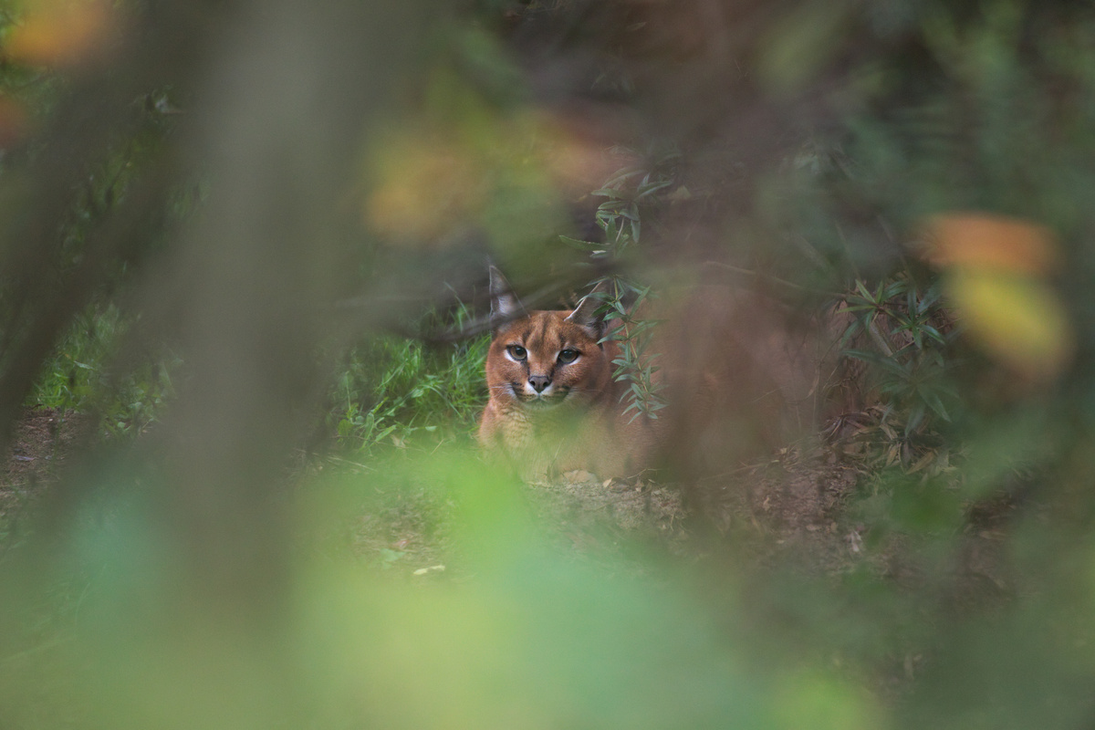 Ein Karakal loafed. Durch Gestrüpp ist nur sein Gesicht gut zu sehen.