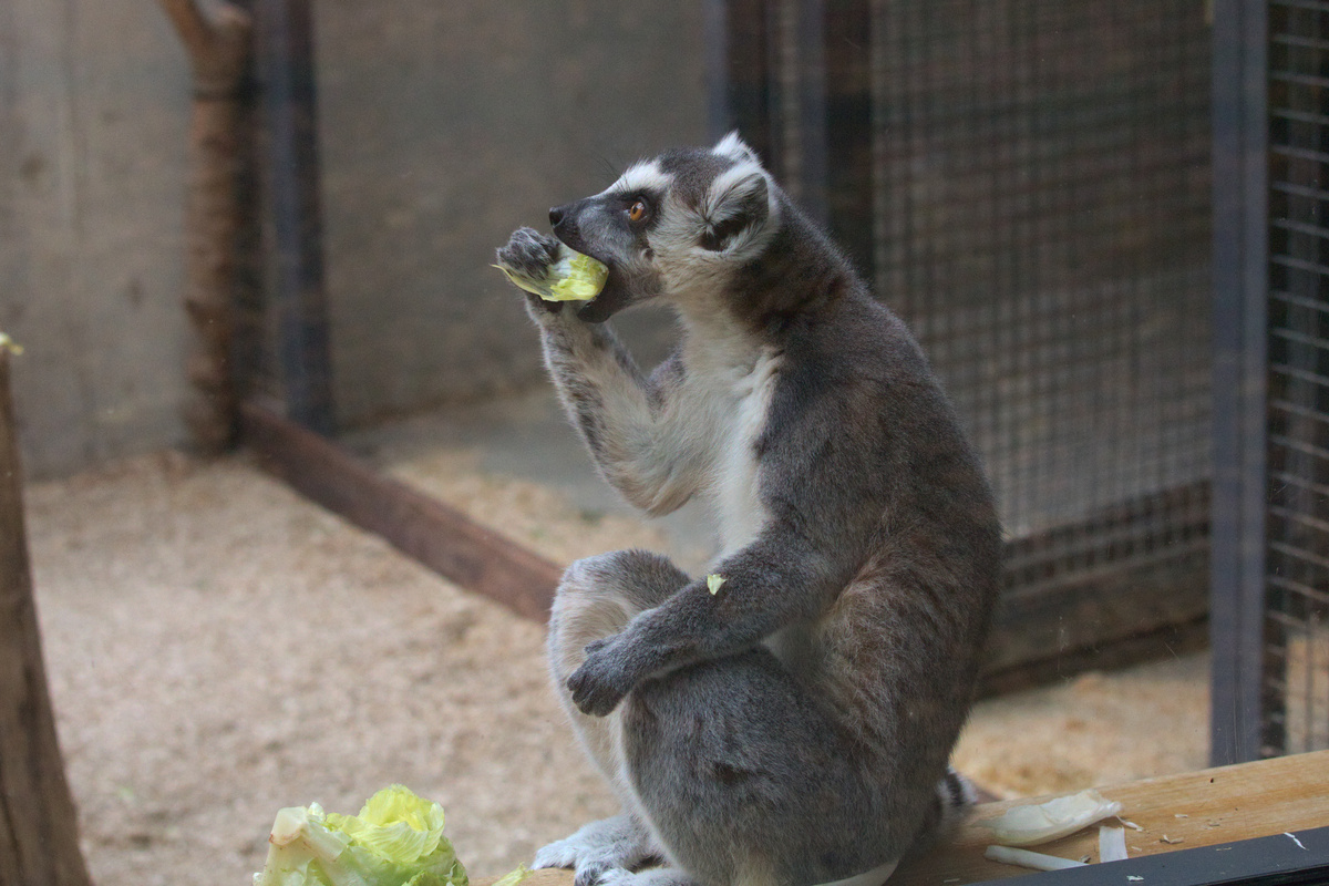 Ein Lemur sitzt auf einer Fensterbank und steckt sich mit der rechten Vorderpfote ein Salatblatt in die Schnauze.